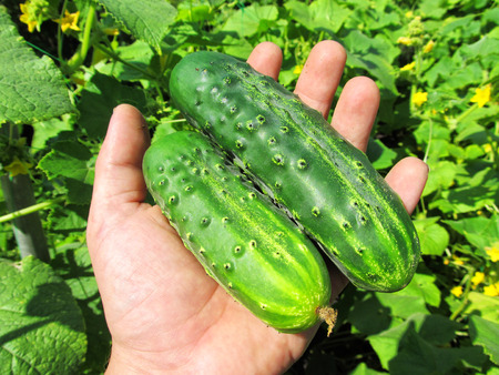 cucumberの写真素材