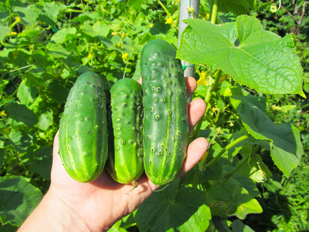 cucumberの写真素材