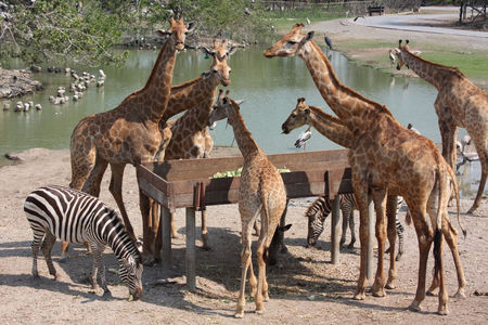 Giraffes and zebras eat food - a zoo. Bangkok, Thailandのeditorial素材