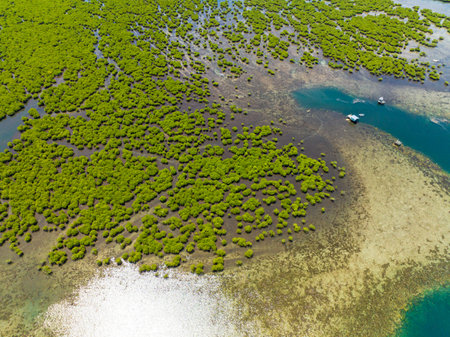 Sunlight reflected on mangroves forest near city town. Mindanao, Philippines. Drone shot.の写真素材