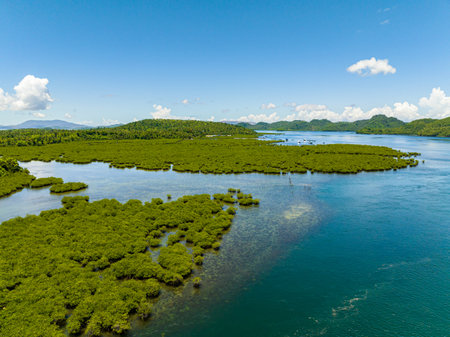 Aerial view of mangroves in Surigao del Norte. Mindanao, Philippines.の写真素材