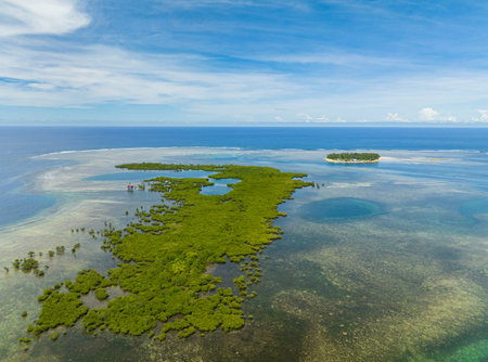 Mangroves with lagoons and tropical island with turquoise water. Coral reefs and sea waves....