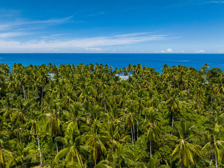 Coconut trees in coastal in sea surface. Clear sky and clouds. Mindanao, Philippines. Drone view.