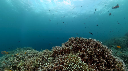 Fish and coral reefs under the sea. Coral underwater landscape.の写真素材