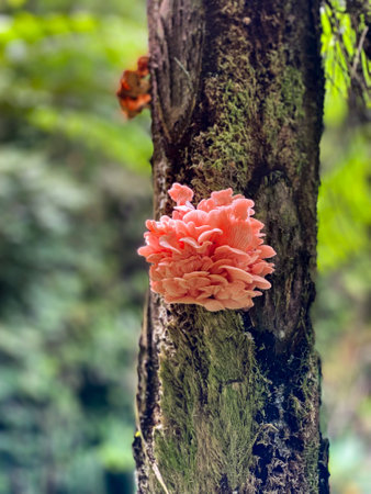 Beautiful pink oyster mushroom growing in tree. Philippines.の写真素材