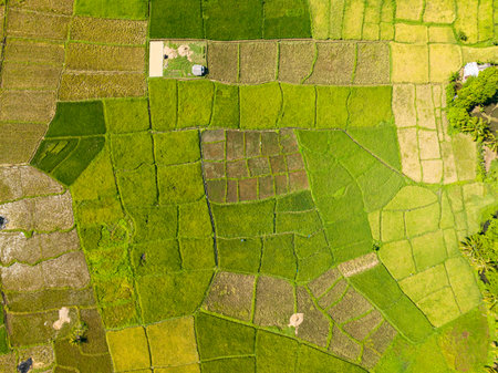 Farmlands and paddy fields in Camiguin Island in the Philippines.の写真素材