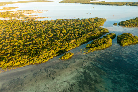 A breathtaking aerial view of a tropical coastline fringed with vegetation. Mangrove forest in...
