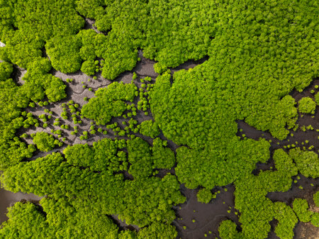Top view of dense mangrove forest canopy with muddy terrain. Siargao, Philippines.の写真素材