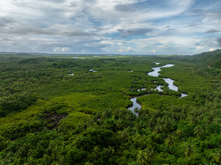 Dense mangrove forest with winding river channels and green vegetation under cloudy sky. Siargao,...