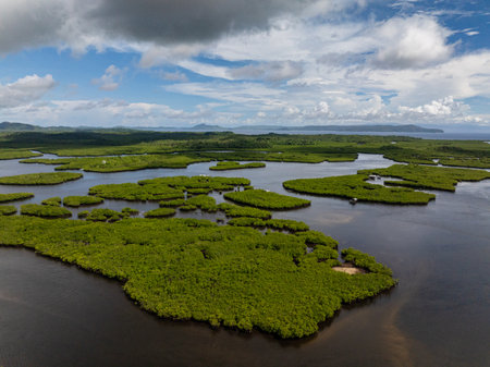 Clusters of mangrove islands stand in dark tidal water creating a natural wetland pattern under tropical sky. Siargao, Philippines.の写真素材