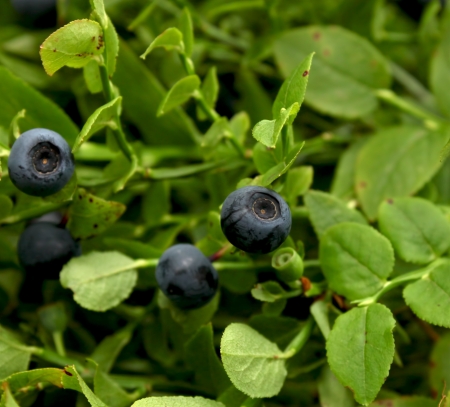 fresh blueberries bush in the woods, organic healthy fruitsの写真素材