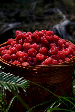basket with ripe and healthy raspberries  from the woods  