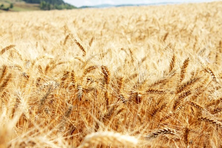 golden wheat field on the countryside, agriculture industryの写真素材