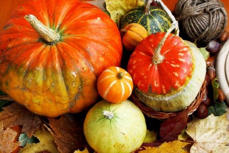 Assortment of autumn pumpkinsの写真素材