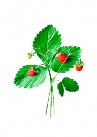 wild strawberry with green leaves isolated on white backgroundの写真素材
