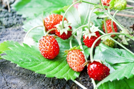 sweet wild strawberries placed over green wild strawberry leaves の写真素材
