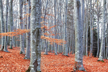 Beautiful Autumnal Forest with Beech Trees (Fagus Sylvatica) and Dried Leavesの写真素材