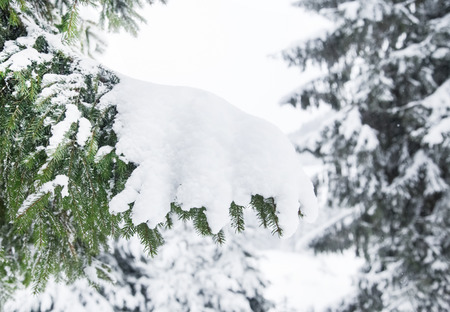 Snowy Fir Tree Branches in the Winter Timeの写真素材