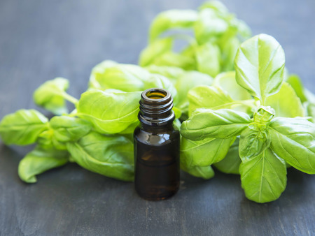 Basil Essential Oil in a Bottle with Fresh Green Basil Leavesの写真素材
