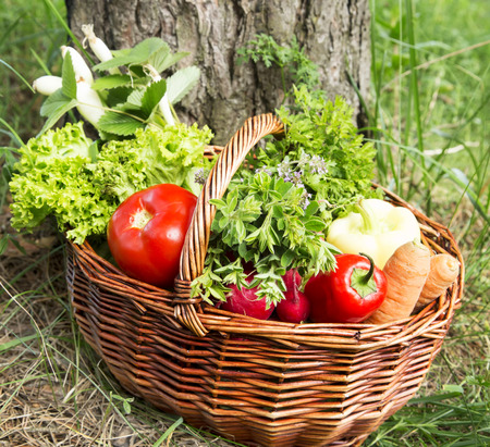Natural Organic Vegetables and Herbs Basket Freshly Picked from the Gardenの写真素材