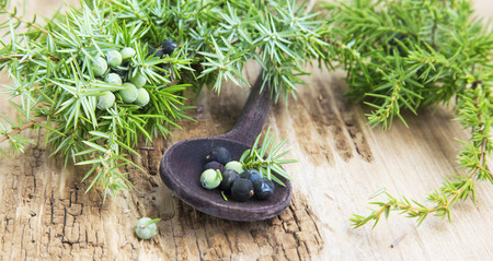 Juniper Fruits and Branch, Healthy Spice and Berriesの写真素材