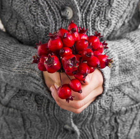 Female Hands Holding Winter Red Berries Bouquetの写真素材