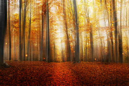 Magic Road in the Autumn Forest with Mysterious Lights and Beautiful Treesの写真素材