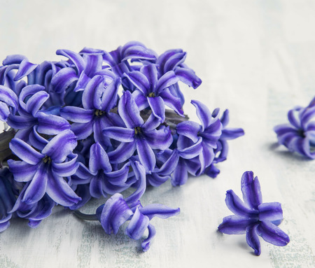 Blue hyacinth flowers on painted wood backgroundの写真素材