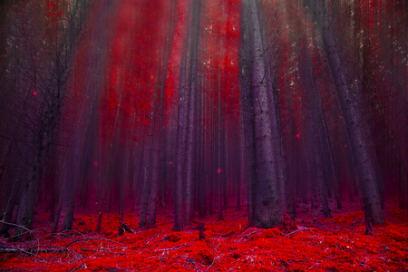 Red magic fairytale forest with mysterious lightsの写真素材