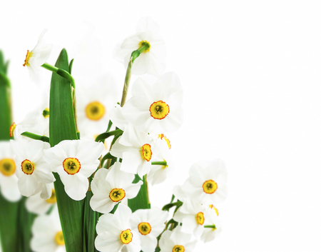 White daffodils flowers isolated on whiteの写真素材