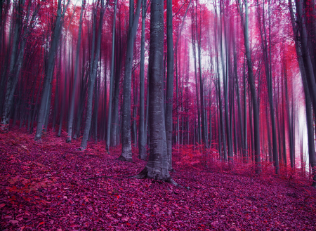 Magic fantasy pink forestの写真素材