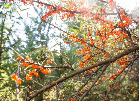 Seabuckthorn plant branches with fruits , healthy fruits