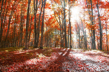 Autumn beech trees forest , fall scenic, colorful and beautiful landscape with sunraysの写真素材