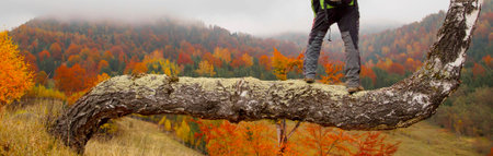 Hiker on birch trunk admire colorful autumnal forest landscape view.Outdoor activityの写真素材