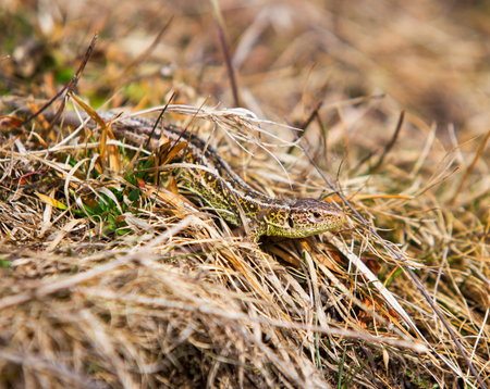 Common lizard reptile in the grass