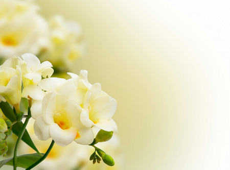 Beautiful yellow freesia flowers on bokeh backgroundの写真素材