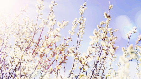 Spring willow buds branches on sky backgroundの写真素材