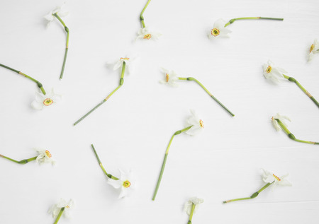 Seamless daffodils pattern on white background, daffodils flowers in various positions on white boardの写真素材