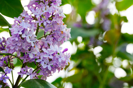 Purple lilac flowers close up with sunlight bokeh background, lilac bush 