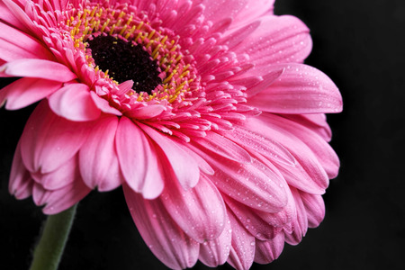 Pink gerbera closeup with water drops on petals, macro flower photoの写真素材