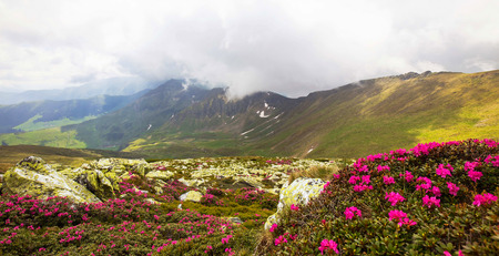 Mountain ridge landscape view with fog and closeup Rhododendron flowersの写真素材