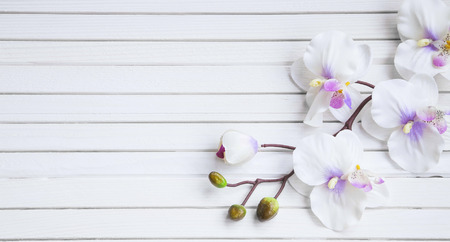 Spa orchid on white wooden background overhead shotの写真素材