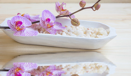 Spa setting with orchid and stones and water reflection, wellness and spa therapy setting の写真素材