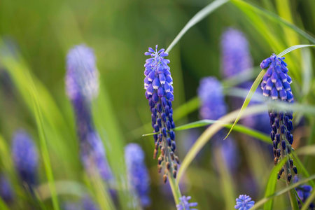 Beautiful violet muscari flowers outdoors in the garden