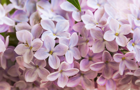 Spring purple lilac flowers closeupの写真素材