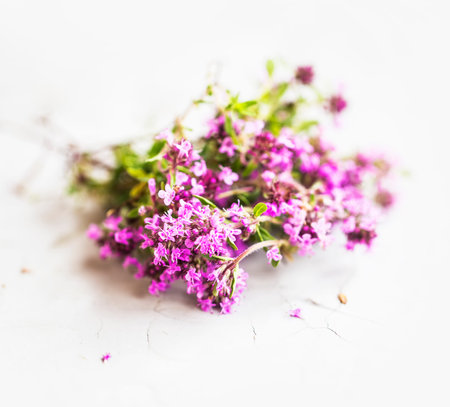 Wild thyme herb, thyme flowers bouquet  の写真素材