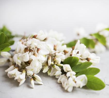 Acacia flowers on simple concrete background. Acacia branches with leaves and flowersの写真素材