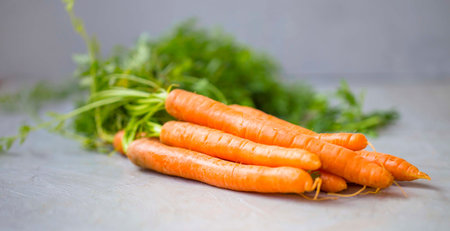 Fresh bio natural carrots heap on concrete background, healthy bio vegetables harvesting