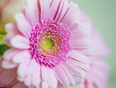 Pink gerbera closeup , beautiful pink flower with water drops on petalsの写真素材