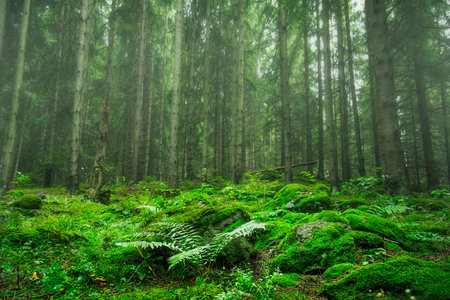 Green forest vegetation, fir tree forest with green moss, fern and vegetation landscape, foggy...